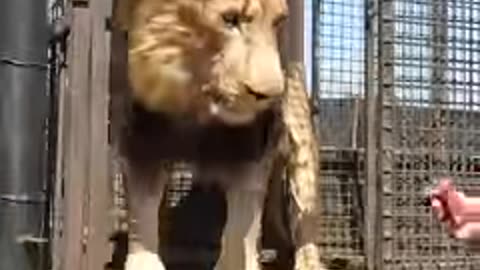 How to Unload LION #wildlife # animal #cow