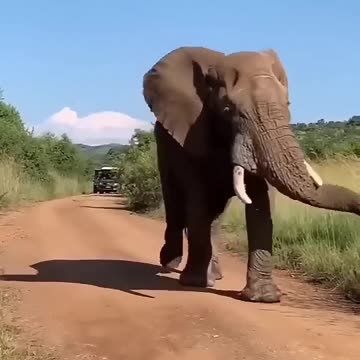 Elephant 🐘 #video #shorts #funny #funnyanimal #elephant #animals #animalllover