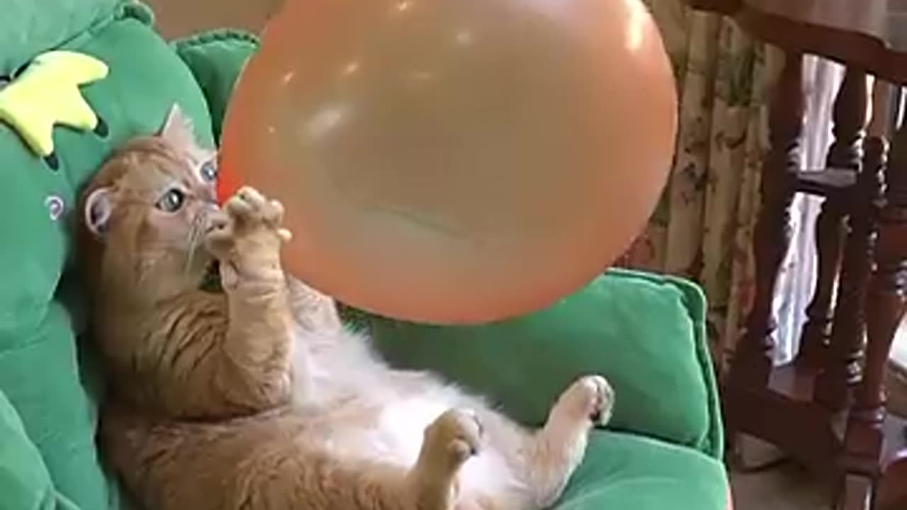 Big loss for cat in balloon affair!