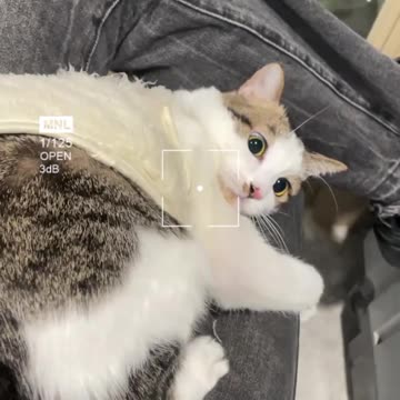 Dramatic Little Kitten: Daily Adventures