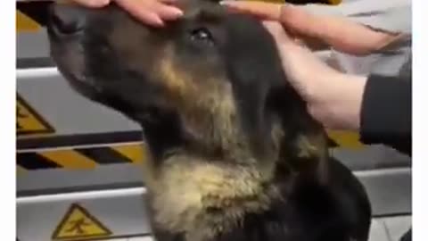 Affectionate Interactions: Examining the Effects of Petting on Police Dog