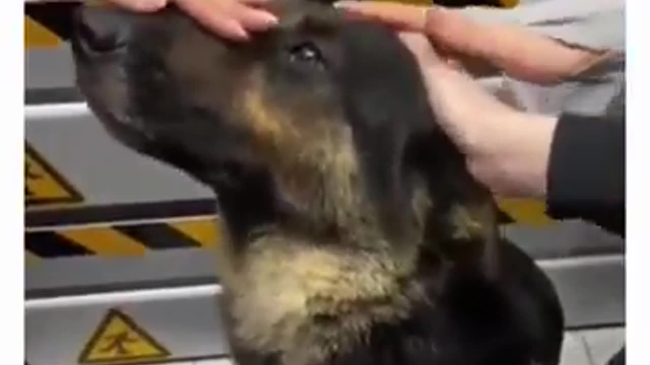 Affectionate Interactions: Examining the Effects of Petting on Police Dog