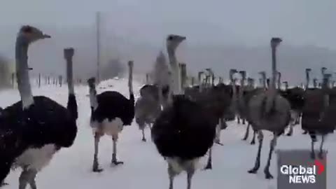 Canadian ostrich farm forced to cull the herd because a couple of birds tested...