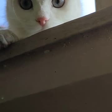 Funny Cat Video 44 - white cat
