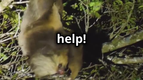 🐿️✨🦊🌰🍃😍 Japanese Dwarf Flying Squirrel Pteromys momonga The Real Life Anime Character 🦊