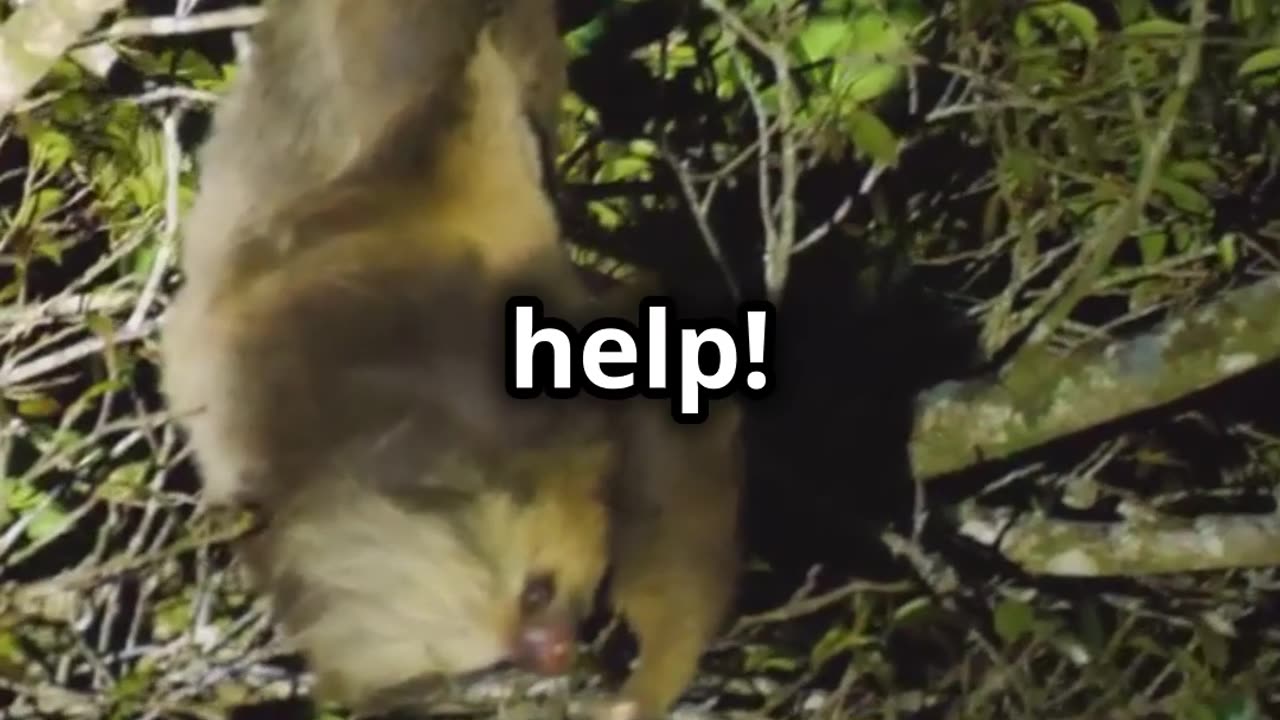 🐿️✨🦊🌰🍃😍 Japanese Dwarf Flying Squirrel Pteromys momonga The Real Life Anime Character 🦊