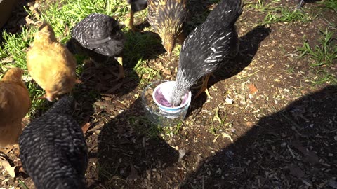 Young chicks enjoy eating blueberry yogurt (and sometimes wearing it).