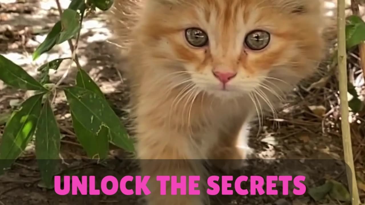 UNLOCK THE SECRETS OF PERFECT PET TRAINING