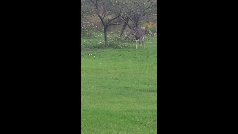 Deer enjoying the spring thaw