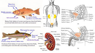 Animal Form and Function: Water and Salt Balance