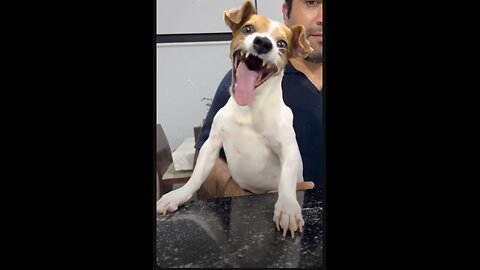 Dogs very very happy and funny