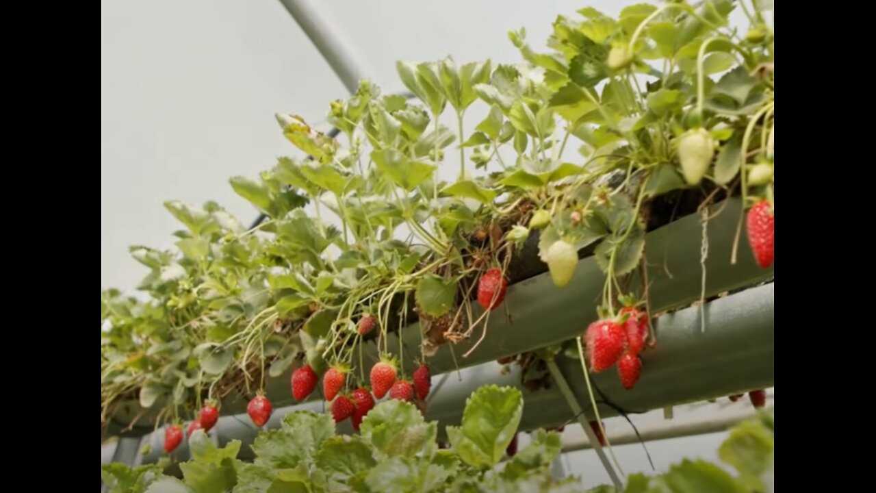 Amazing Hydroponic Strawberries Farming Technology