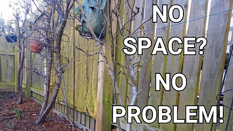 You CAN grow fruit in a TINY garden (with blooper reel!)