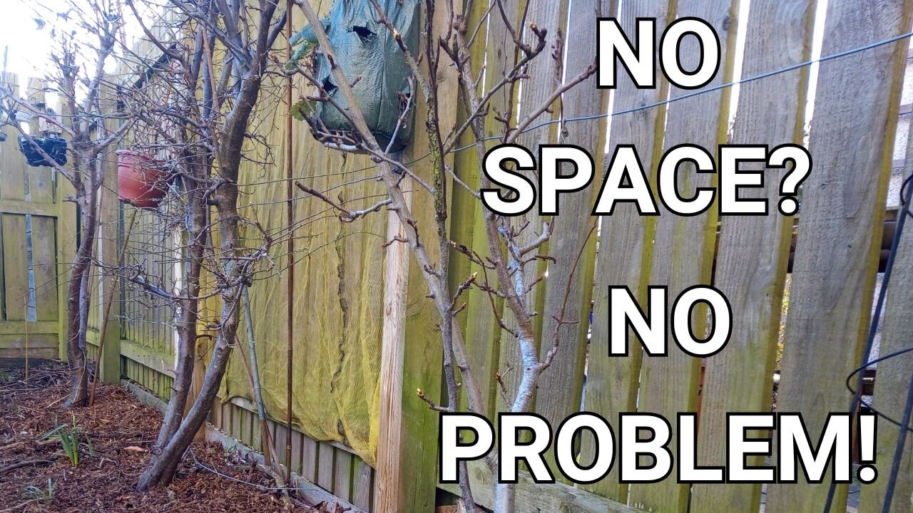 You CAN grow fruit in a TINY garden (with blooper reel!)