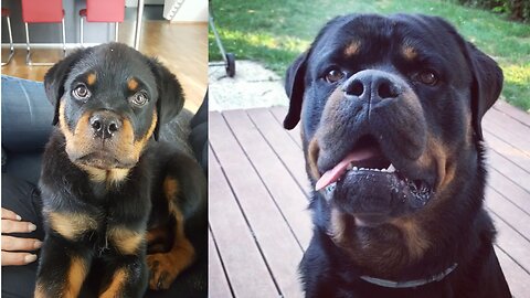 ROTTWEILER - BARKING and HOWLING [PUPPY vs GROWN UP]