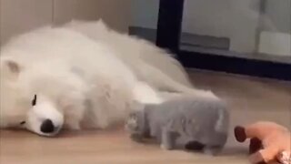 When Your Dog's So Fluffy That Even The Cat Can't Stop Cuddling Him…