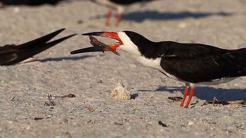 Black Skimmer Chomping on A Stick!