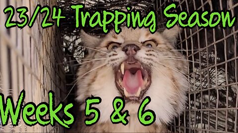 Trapping Season 23/24 Weeks 5 and 6!