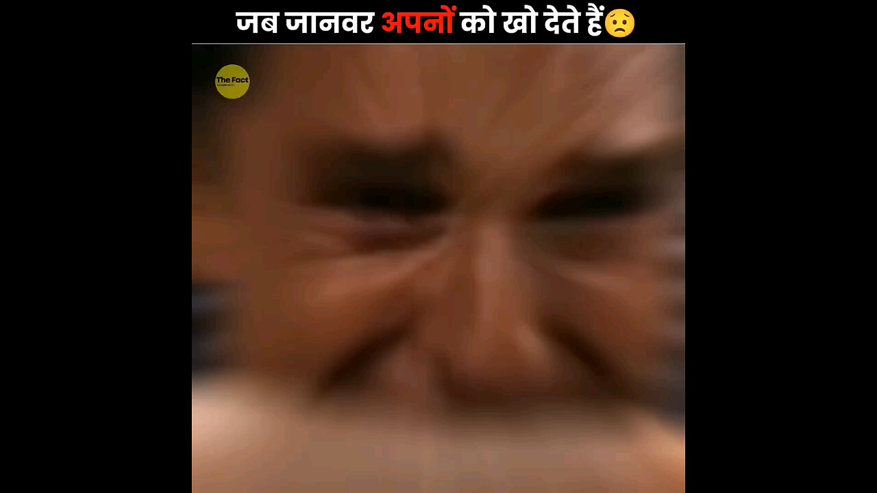 crying animals