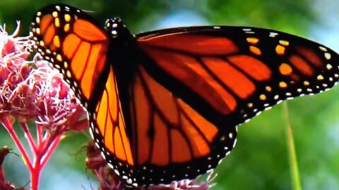 Monarch Butterfly