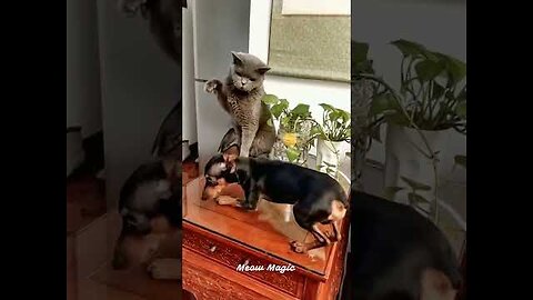 Funniest Dog and Cat Videos You ll Ever See #funny #funnycatanddog