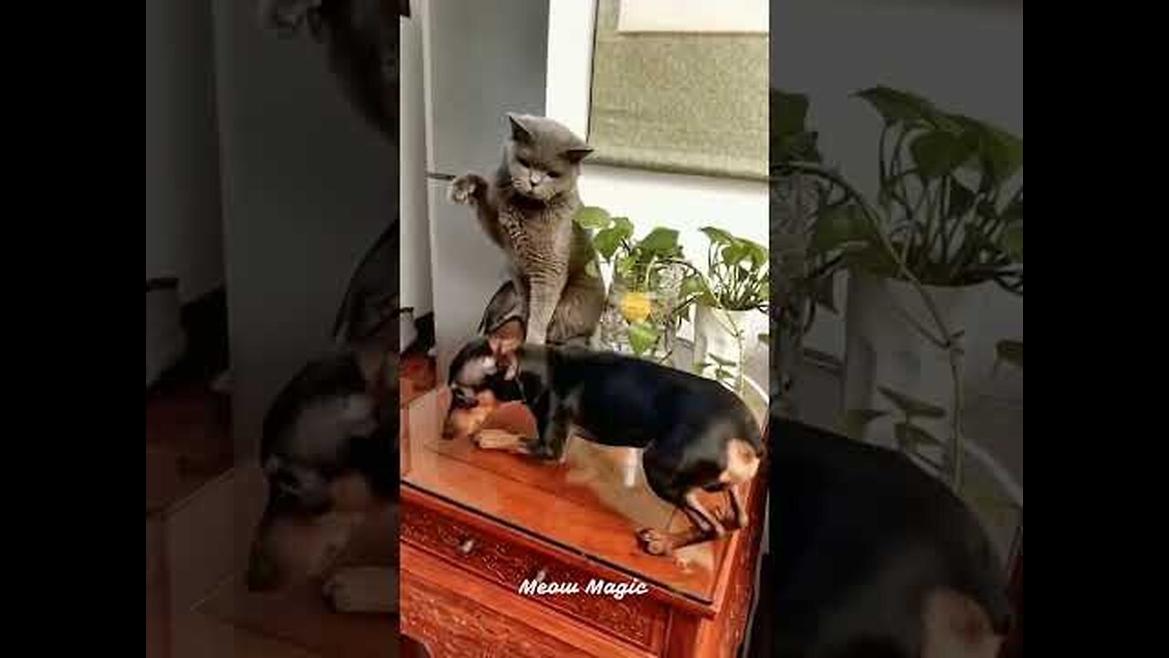 Funniest Dog and Cat Videos You ll Ever See #funny #funnycatanddog