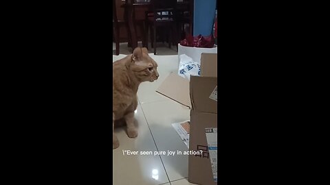 Funny cat fighting with cardboard #cat