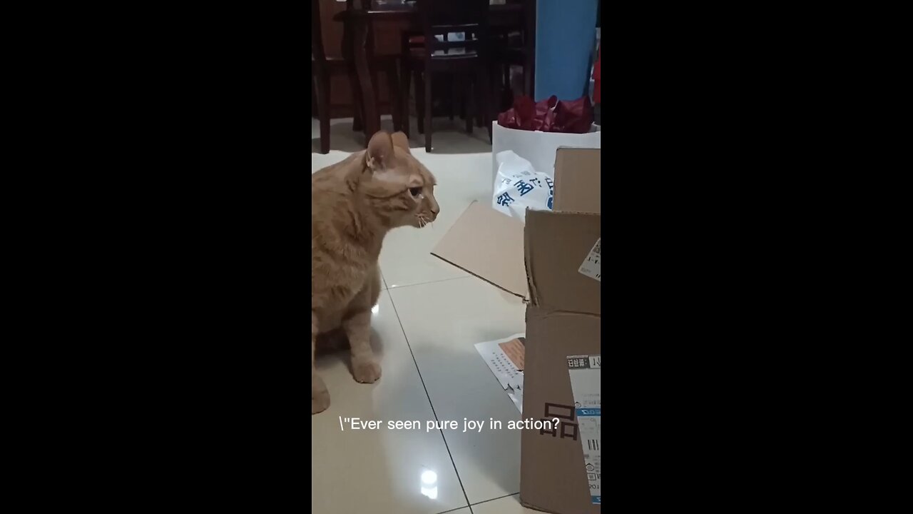 Funny cat fighting with cardboard #cat