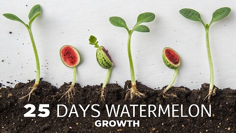 "Growing Watermelon from Seed - 25 Days Time-Lapse!"