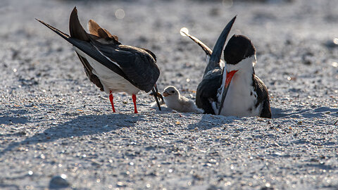 Black Skimmer Colony, Day Three of Hatching