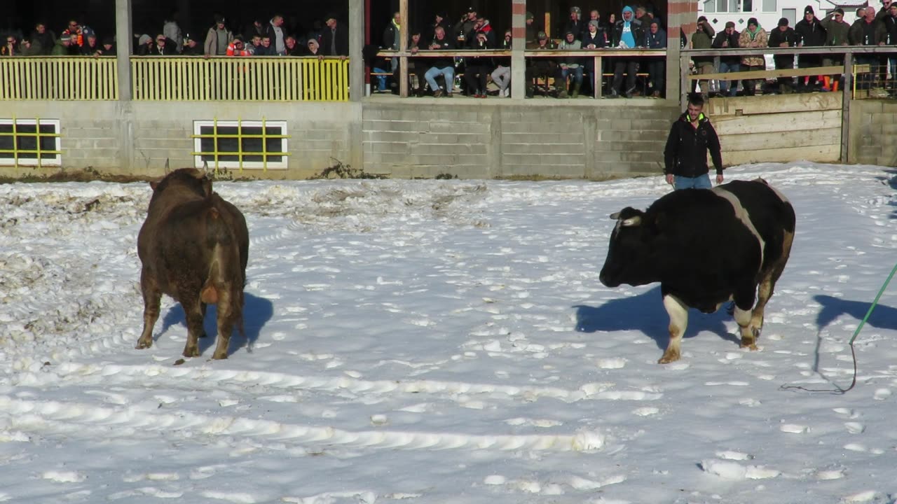 Šaronja od Deranjića vs Brizan od Šljivara Hrustovo 2024