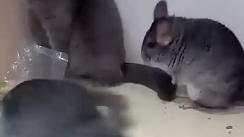 Chinchilla beefing with a cat