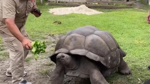 Baby Tortoise Vs Giant Tortoise😳