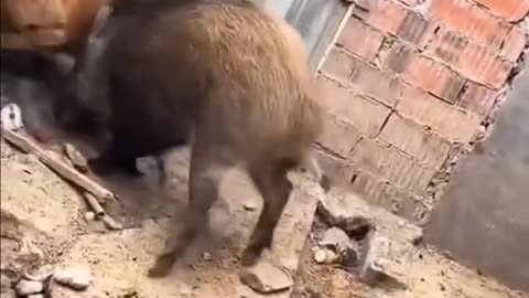 A fight between a dog and a pig