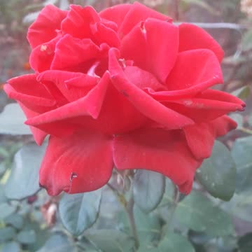 Red rose is a symbol of love