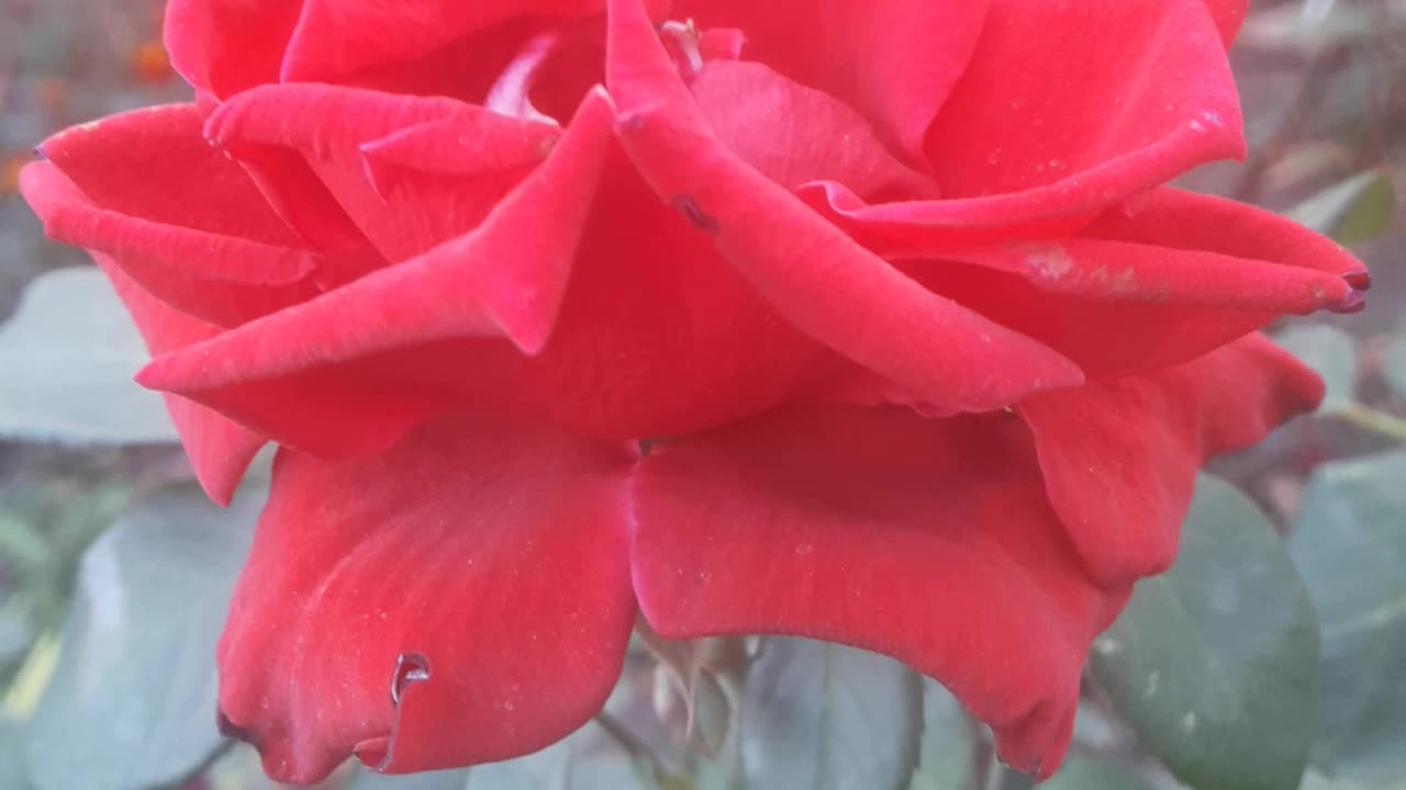 Red rose is a symbol of love