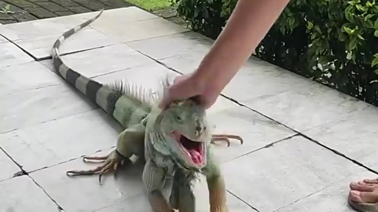 Incredible Rescue: Man Saves Iguana from Peril!