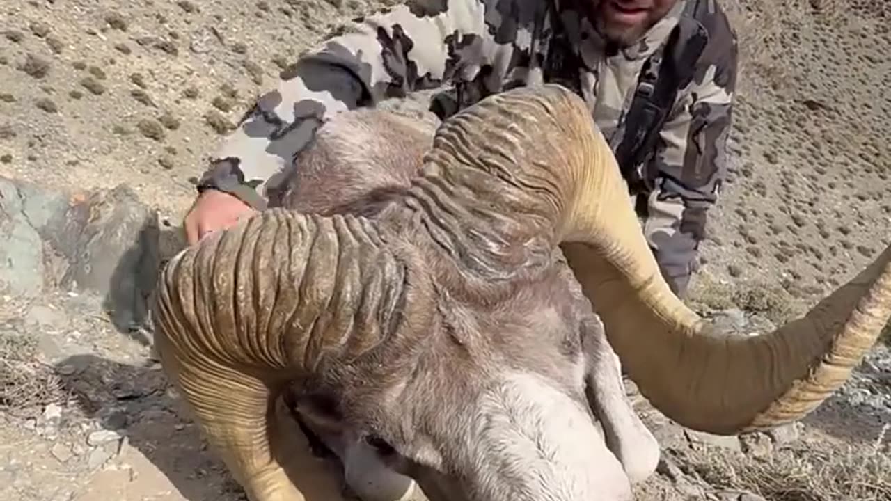 "Hunter Hunts a Huge Male Ibex"
