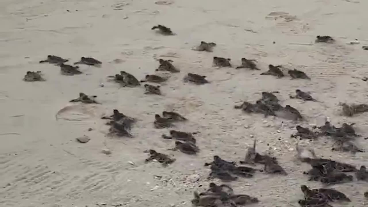 Free in the Ocean 🌊🐢🥺