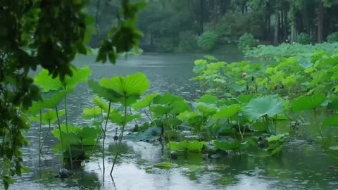 The beautiful little lake is raining