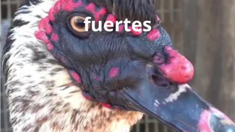 El Increíble Secreto del Pico de los Patos #Naturaleza #Curiosidades #Animales #ciencia