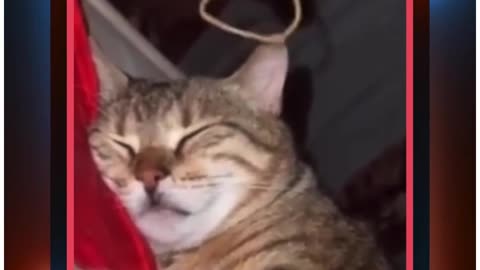 "Funny Cat Moments: Guaranteed Laughter! 🐾😂"