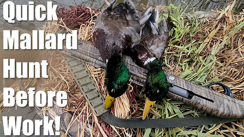 Hunting Mallards In My Ascend H12 Kayak!