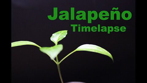 Jalapeño Chilli Pepper Timelapse growing from seed