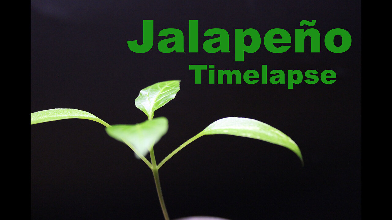 Jalapeño Chilli Pepper Timelapse growing from seed