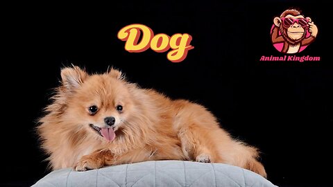 Dancing Dog: Watch This Cute Pup Show Off Its Moves