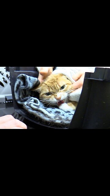 😾Angry Cats at the Vet😾