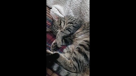 Kitty