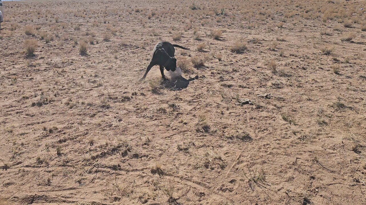 Trudie, the desert dog