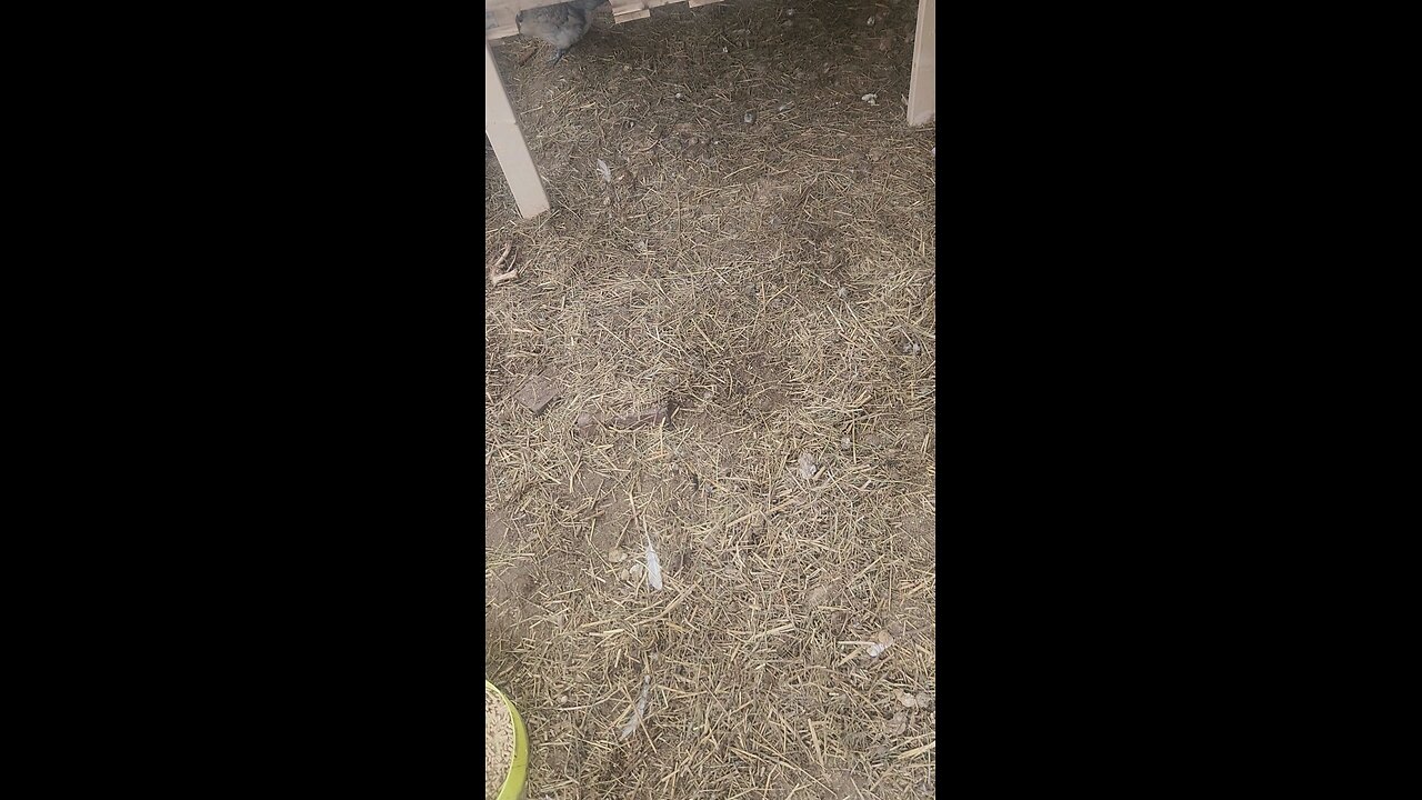 eggs collecting